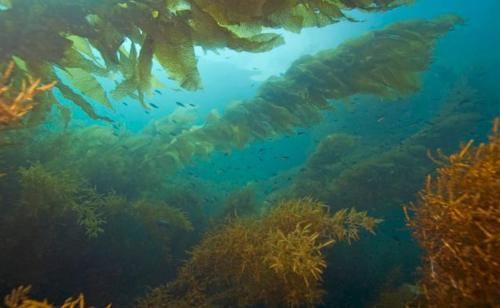 假如地球所有海水全部变成淡水，会发生什么奇异变化？