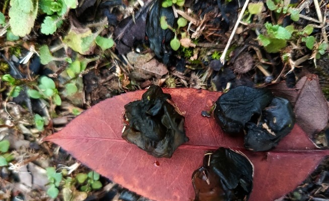 野菜|春天挖野菜,送你56种野菜大图片,带你见识不同的野菜和吃法