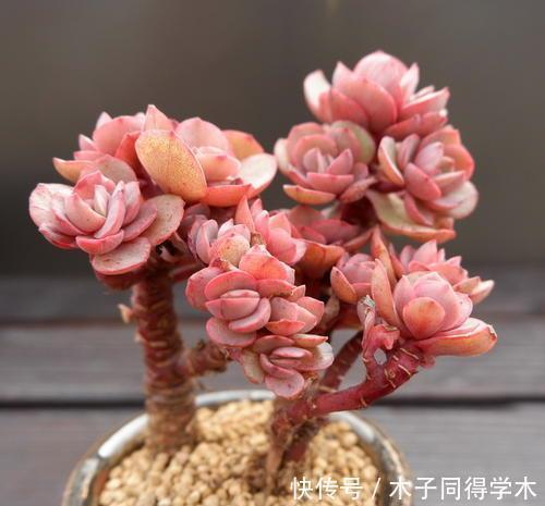 花友|养多肉秀妍,了解掌握几个要点,上色美长满盆,像个艺术品!