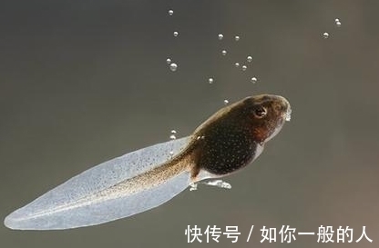 梦见|孕妇梦到这4件事,是吉兆,预示是男宝宝且大有作为