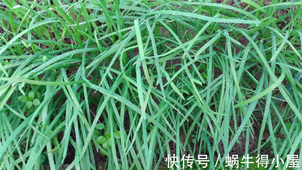 阳台上|蔬菜在阳台上长得好必须满足三个条件，你需要清楚