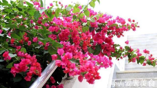 阳台养此3种花太合适,不但漂亮,繁殖还容易,一年就成养花大户