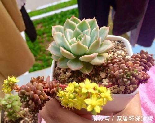 多肉植物|丑的没法看的多肉月亮仙子,立夏后清冷漂亮,还好没丢掉