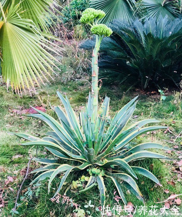 马蹄莲|不同生肖，幸运花也不同，你的幸运花是哪种