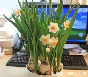 室内养水仙花,别和水壶放一块,水变“毒水”,别忽视!