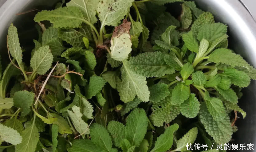 這種野草人稱“雪見草”農民摘它的葉子泡茶,殊不知是一種好藥