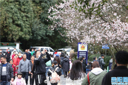 中年|花团锦簇 贵阳黔灵山公园踏青赏花正当时