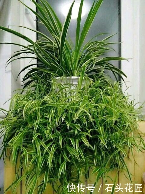 新房|搬新家之前,一定要养“这6种花”,除“甲醛”效果好