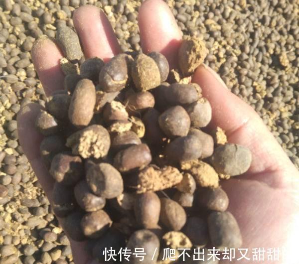 养花别买营养土了，4种废料掺和一起，养啥旺啥