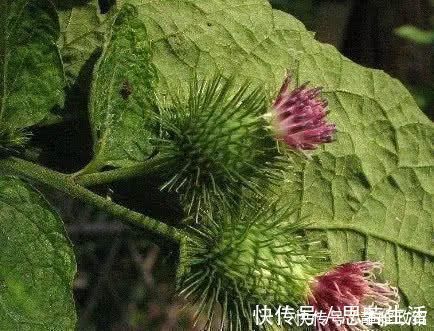 肝病|藏在身边的天然“养肝王”, 每天吃一点, 排毒又养肝, 肝病不来扰