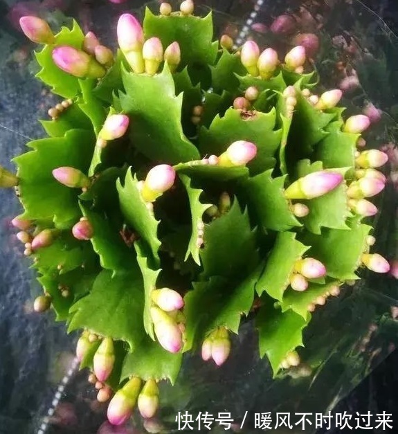 她养的蟹爪兰，1个枝条冒出4个花苞，记住3个“要诀”你也可以