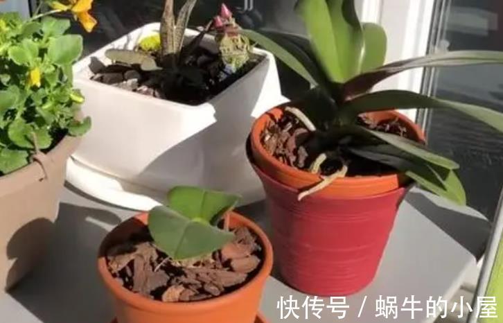 百合花|5种花适合“穷养”,小盆挤一挤,浇水懒一些,反而长势好