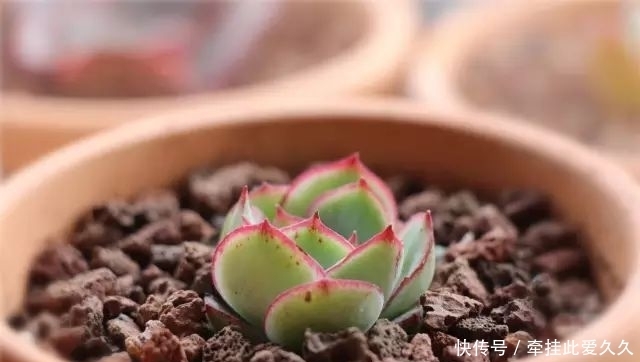 根全烂了别扔,这样做,分分钟把花救活!