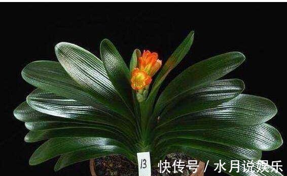 盆栽|外婆给盆栽君子兰喝了点肉汤,就跟打鸡血似的疯狂长猛开花。