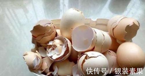 用鸡蛋壳养花，少了这2步就得招虫子，养啥啥不行