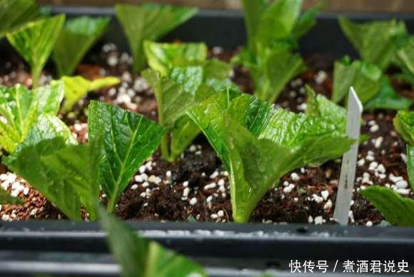 多菌灵|扦插最佳时期到了,有这花赶紧插,沾土就能活!