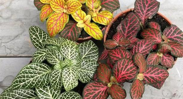 盆栽|花友自封手残党,感慨无法养好花盆栽这5款十天半个月不用管