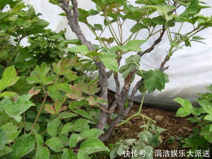 牡丹|芍药、牡丹啥傻傻分不清记住这几点就行啦!