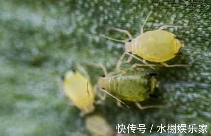 草木灰|虫子比花长得都快学会1个小方法,虫子不再有,叶子油绿长得旺