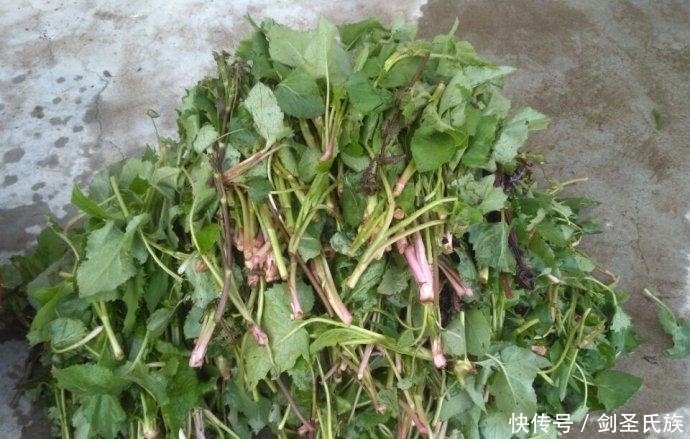 这野菜根茎形似菠菜，叶子长毛，人称“大耳毛”，可治关节炎