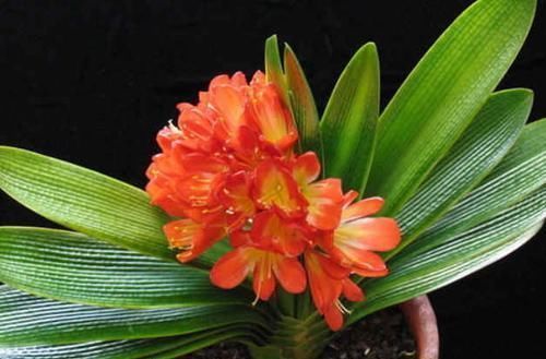 啤酒|4种花是花中“酒鬼”,每月喝两杯,根壮叶肥厚,还能多开花