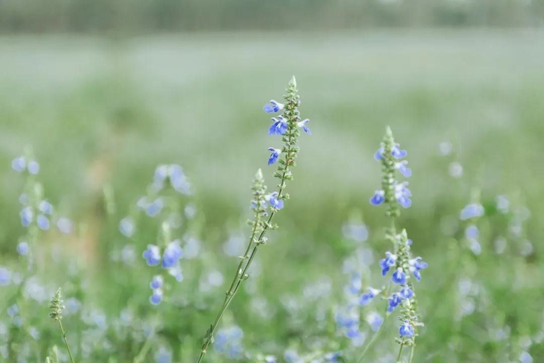 醉酒词&李清照11首醉酒词,饮尽一生喜乐悲欢