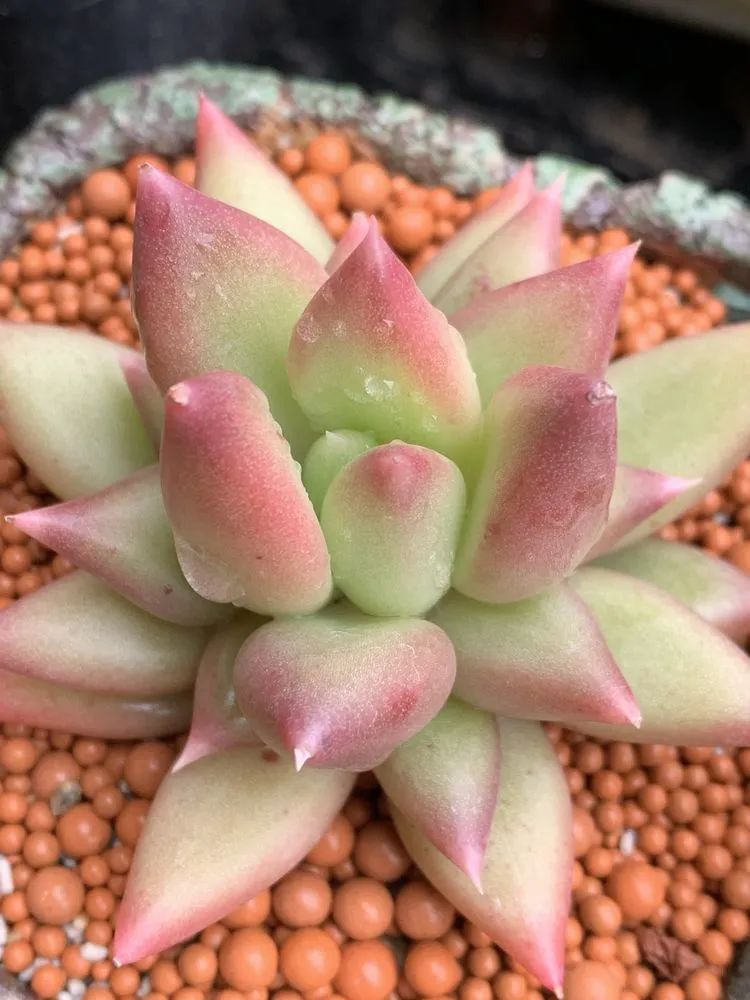 半年时间,多肉从3盆发展到600盆,入坑切莫太心急!