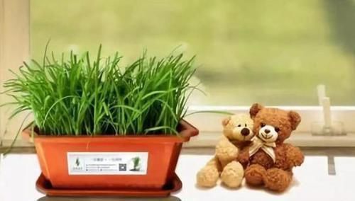 茉莉花|在家养啥花合适此4种随便来一盆,植株长势旺、满屋飘香