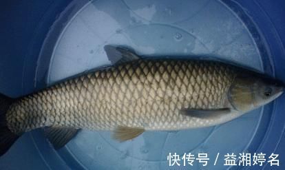 饭店的炸鱼块之所以好吃,只需这3招,金黄酥脆无腥味,简单实用