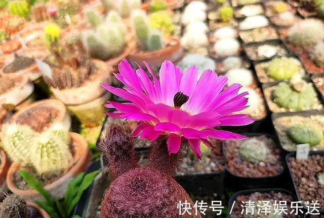 小齐|此花最适合“懒人”,花色品种多,开花特漂亮,只要避开“它”