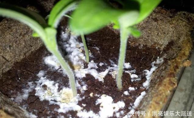 花盆|养花盆土生“白毛”,不要急!只需“必备”几点,白毛自然消失