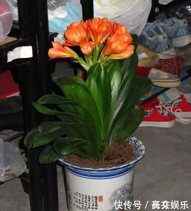 土壤|君子兰最爱“2种水”,15天用一次,花剑蹭蹭冒,1年能开2次花!