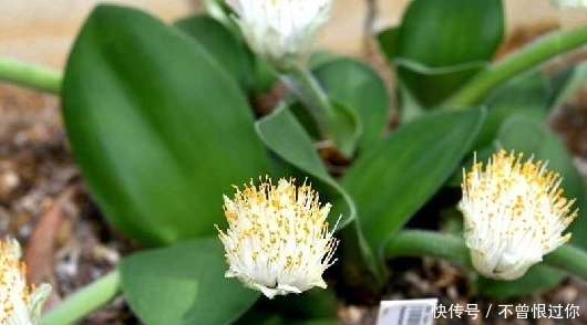 这种植物可以做盆景养,能净化室内的空气,还有解毒消肿的功效