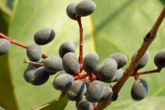 泡水|天然“雄激素”终于找到了，坚持泡水喝，助你养出健壮肾脏！