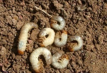 不花一分钱,配制最好的营养土,适合用于养护各种花卉