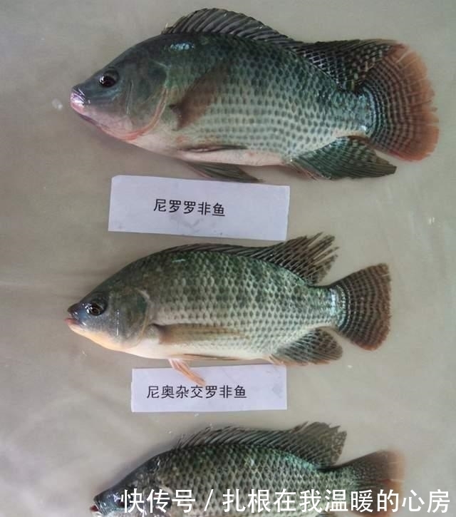 养殖|从来不吃亚洲鲤鱼的美国人,为何吃起了非洲鲫鱼?新冠疫情闹得?