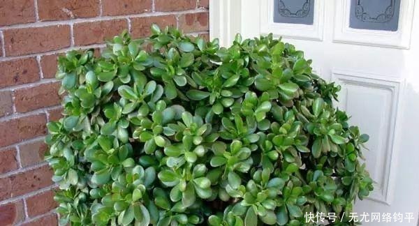 爆盆|“耐干旱”的3种花,即使40天不浇水,一样“爆盆”,生长快!