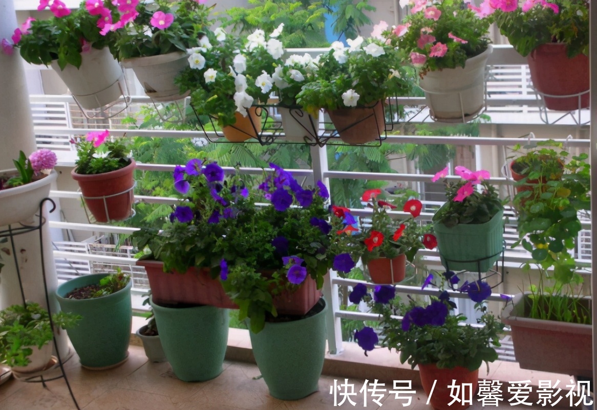 花卉|家庭盆栽花草，摆放、搭配方面该注意什么？有什么讲究？