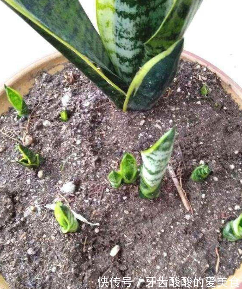 虎皮兰有三喜三怕,了解它的喜好,叶片肥厚根系壮,爆芽多多