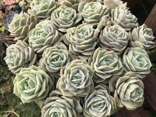 可爱玫瑰，多肉中最像玫瑰花的品种，出了状态颜色粉嫩，浪漫十足