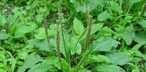 咽炎不断咳嗽，农村老妈泡了25元一斤的草药茶，一下就舒服多了