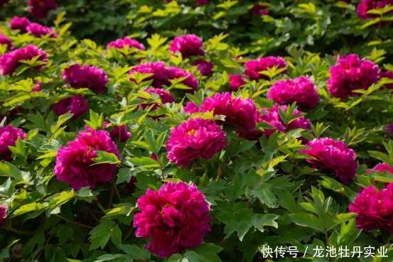 牡丹文化|牡丹产业花开富贵,看龙池牡丹如何助农增收