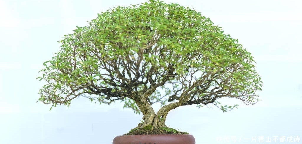 选购到自己满意的树桩,要做好4个方面的功课,成活率是第1前提