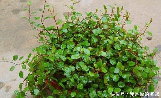 养这三种吊兰，美翻你的客厅，随便一插就能活，根本不用买！
