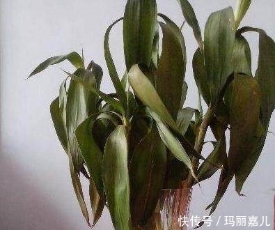 盆栽|养死的盆栽你扔了?用这3招,很快就能救活它
