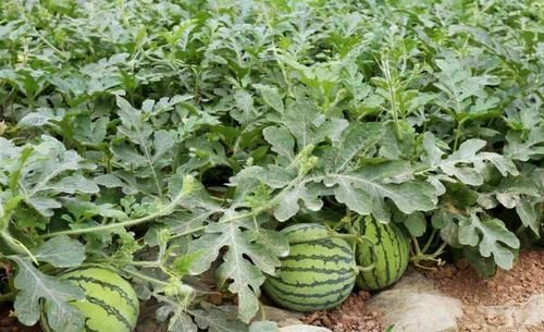 青夏|6月來(lái)了，不妨多吃3種食物，減肥排毒，美化皮膚，保持青夏活力