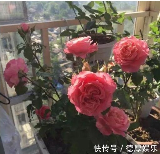 养花就养它,漂亮好养4季开,一朵开30天,阳台盆栽首选!