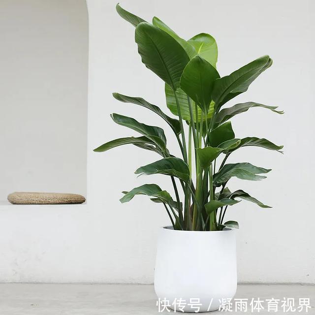幸福树|2021年最流行的客厅花卉植物,看看哪种最适合你家
