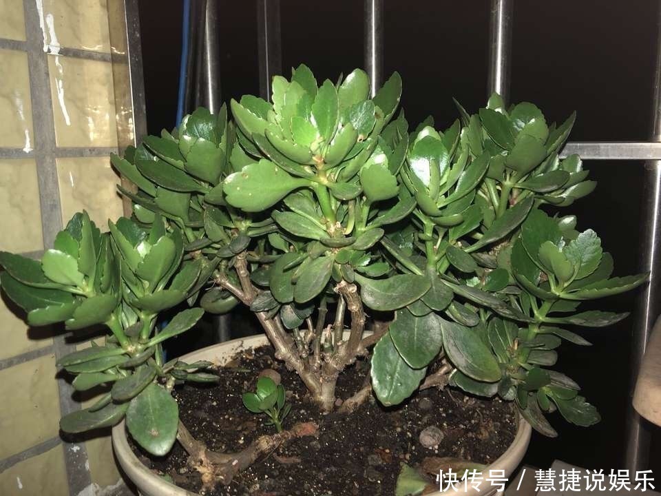 这花10块钱买一盆,养2年变老桩,叶子密、开花旺,每家都有