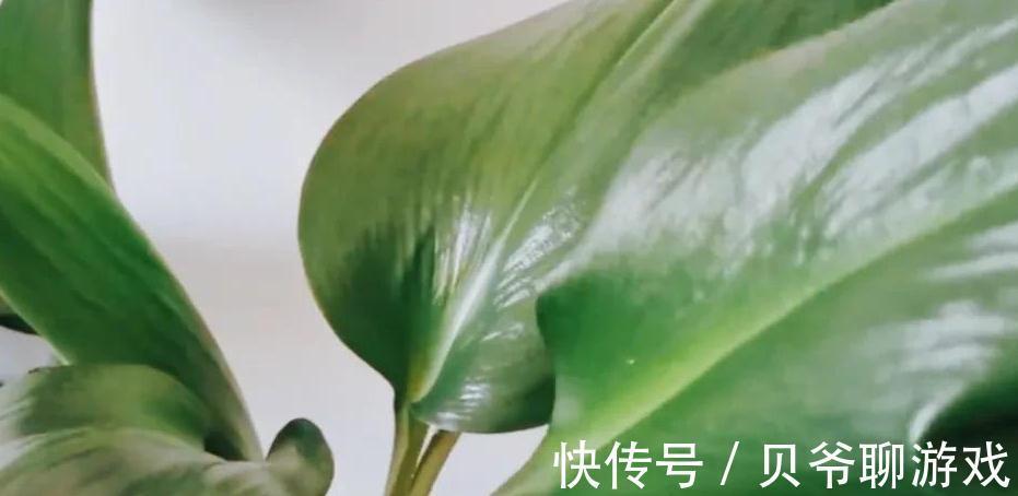 教你家庭沤制黄豆肥的方法,以及给花追肥时注意事项